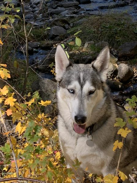 /images/uploads/albuquerque publishing company/abqjournalpetcontest2022/entries/19979thumb.jpg